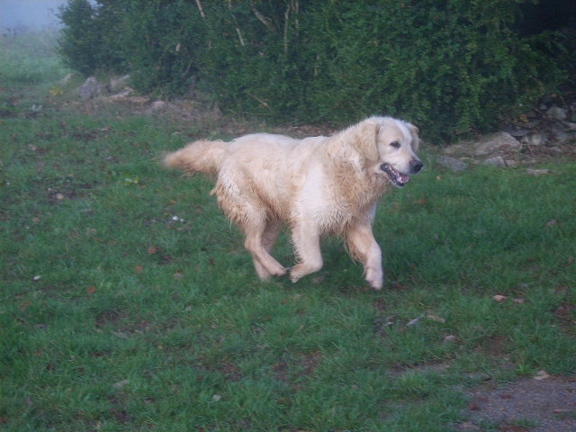 Atout coeur (dit anouk) du du Domaine des Rives de l'Erdre